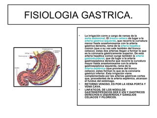 FISIOLOGIA GASTRICA.
          •   La irrigación corre a cargo de ramas de la
              aorta abdominal. El tronco celíaco da lugar a la
              arteria gástrica izquierda, que recorre la curvatura
              menor hasta anastomosarse con la arteria
              gástrica derecha, rama de la arteria hepática
              común (que a su vez sale también del tronco
              celíaco); estas dos arterias llegan a formar lo que
              es la coronaria gástricamente superior. De esta
              arteria hepática común surge también la arteria
              gastroduodenal, que da lugar a la arteria
              gastroepiploica derecha que recorre la curvatura
              mayor hasta anastomosarse con la arteria
              gastroepiploica izquierda, rama de la
              arteria esplénica (que proviene del tronco
              celíaco); estas forman lo que es la coronaria
              gástrica inferior. Esta irrigación viene
              complementada por las arterias gástricas cortas
              que, procedentes de la arteria esplénica, alcanzan
              el fundus del estómago.
          •   RETORNO VENOSO, ES POR LA VENA PORTA Y
              VENA CAVA.
          •   LINFATICOS, DE LOS NODULOS
              GASTROEPIPEOICOS DER E IZQ Y GASTRICOS
              DERECHOS E IZQUIERDOS,Y GANGLIOS
              CELIACOS Y PILORICOS.
 
