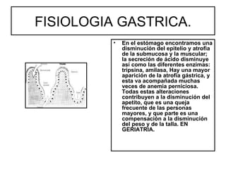 FISIOLOGIA GASTRICA.
          •   En el estómago encontramos una
              disminución del epitelio y atrofia
              de la submucosa y la muscular;
              la secreción de ácido disminuye
              así como las diferentes enzimas:
              tripsina, amilasa, Hay una mayor
              aparición de la atrofia gástrica, y
              esta va acompañada muchas
              veces de anemia perniciosa.
              Todas estas alteraciones
              contribuyen a la disminución del
              apetito, que es una queja
              frecuente de las personas
              mayores, y que parte es una
              compensación a la disminución
              del peso y de la talla. EN
              GERIATRIA.
 