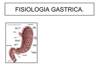 FISIOLOGIA GASTRICA.
 
