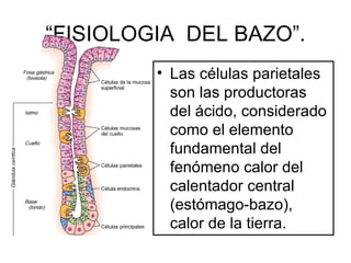 “FISIOLOGIA DEL BAZO”.
         • Las células parietales
           son las productoras
           del ácido, considerado
           como el elemento
           fundamental del
           fenómeno calor del
           calentador central
           (estómago-bazo),
           calor de la tierra.
 