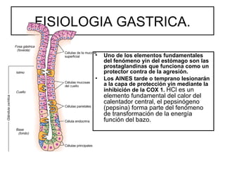 FISIOLOGIA GASTRICA.

       •   Uno de los elementos fundamentales
           del fenómeno yin del estómago son las
           prostaglandinas que funciona como un
           protector contra de la agresión.
       •   Los AINES tarde o temprano lesionarán
           a la capa de protección yin mediante la
           inhibición de la COX 1. HCl es un
           elemento fundamental del calor del
           calentador central, el pepsinógeno
           (pepsina) forma parte del fenómeno
           de transformación de la energía
           función del bazo.
 