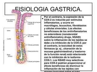 FISIOLOGIA GASTRICA.
         Por el contrario, la expresión de la
        • .
         COX-2 es inducida por estímulos
         inflamatorios, y ocurre en
         macrófagos, leucocitos, fibroblastos
         y células sinoviales. Los efectos
         beneficiosos de los antiinflamatorios
         no esteroideos (nonsteroidal
         antiinflammatory drugs, NSAID)
         sobre la inflamación de los tejidos se
         debe a la inhibición de la COX-2; por
         el contrario, la toxicidad de estos
         fármacos (p. ej., ulceración de la
         mucosa gastrointestinal y trastorno
         de la función renal) está relacionada
         con la inhibición de la isoforma
         COX-1. Los NSAID muy selectivos
         para COX-2 podrían proporcionar el
         efecto beneficioso de disminuir la
         inflamación de los tejidos con
 