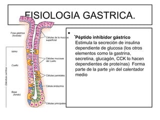 FISIOLOGIA GASTRICA.
       • .Péptido inhibidor gástrico
          Estimula la secreción de insulina
          dependiente de glucosa (los otros
          elementos como la gastrina,
          secretina, glucagón, CCK lo hacen
          dependientes de proteínas) Forma
          parte de la parte yin del calentador
          medio
 
