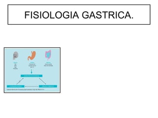 FISIOLOGIA GASTRICA.
 