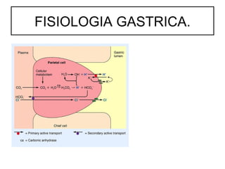 FISIOLOGIA GASTRICA.
 