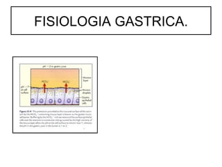 FISIOLOGIA GASTRICA.
 