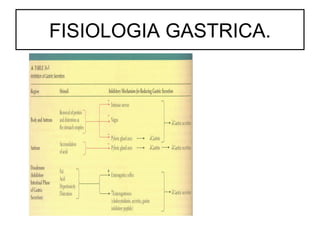 FISIOLOGIA GASTRICA.
 