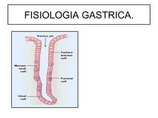 FISIOLOGIA GASTRICA.
 