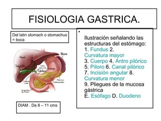 FISIOLOGIA GASTRICA.
                                •
Del latin stomach o stomachus
= boca                              Ilustración señalando las
                                    estructuras del estómago:
                                    1. Fundus 2.
                                    Curvatura mayor
                                    3. Cuerpo 4. Antro pilórico
                                    5. Píloro 6. Canal pilórico
                                    7. Incisión angular 8.
                                    Curvatura menor
                                    9. Pliegues de la mucosa
                                    gástrica
                                    E. Esófago D. Duodeno
   DIAM . De 8 – 11 cms
 