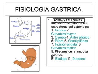 FISIOLOGIA GASTRICA.
         •    FORMA Y RELACIONES.
             Ilustración señalando las
             estructuras del estómago:
             1. Fundus 2.
             Curvatura mayor
             3. Cuerpo 4. Antro pilórico
             5. Píloro 6. Canal pilórico
             7. Incisión angular 8.
             Curvatura menor
             9. Pliegues de la mucosa
             gástrica
             E. Esófago D. Duodeno
 