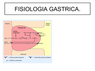 FISIOLOGIA GASTRICA.
 