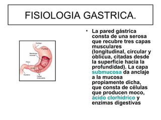 FISIOLOGIA GASTRICA.
          • La pared gástrica
            consta de una serosa
            que recubre tres capas
            musculares
            (longitudinal, circular y
            oblicua, citadas desde
            la superficie hacia la
            profundidad). La capa
            submucosa da anclaje
            a la mucosa
            propiamente dicha,
            que consta de células
            que producen moco,
            ácido clorhídrico y
            enzimas digestivas
 