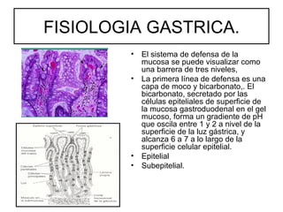FISIOLOGIA GASTRICA.
        •   El sistema de defensa de la
            mucosa se puede visualizar como
            una barrera de tres niveles,
        •   La primera línea de defensa es una
            capa de moco y bicarbonato,. El
            bicarbonato, secretado por las
            células epiteliales de superficie de
            la mucosa gastroduodenal en el gel
            mucoso, forma un gradiente de pH
            que oscila entre 1 y 2 a nivel de la
            superficie de la luz gástrica, y
            alcanza 6 a 7 a lo largo de la
            superficie celular epitelial.
        •   Epitelial
        •   Subepitelial.
 