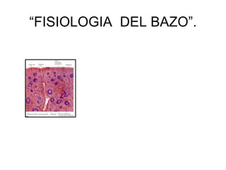 “FISIOLOGIA DEL BAZO”.
 