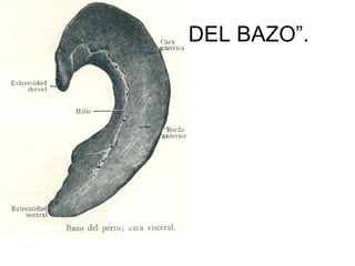 “FISIOLOGIA DEL BAZO”.
 