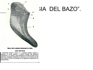 “FISIOLOGIA DEL BAZO”.
 