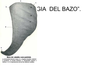 “FISIOLOGIA DEL BAZO”.
 