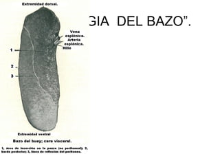 “FISIOLOGIA DEL BAZO”.
 