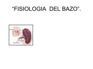 “FISIOLOGIA DEL BAZO”.
 