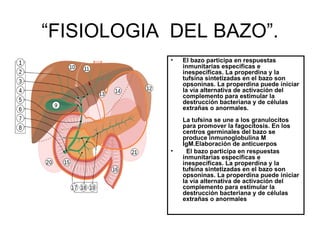 “FISIOLOGIA DEL BAZO”.
           •   El bazo participa en respuestas
               inmunitarias específicas e
               inespecíficas. La properdina y la
               tufsina sintetizadas en el bazo son
               opsoninas. La properdina puede iniciar
               la vía alternativa de activación del
               complemento para estimular la
               destrucción bacteriana y de células
               extrañas o anormales.
               La tufsina se une a los granulocitos
               para promover la fagocitosis. En los
               centros germinales del bazo se
               produce inmunoglobulina M
               IgM.Elaboración de anticuerpos
           •     El bazo participa en respuestas
               inmunitarias específicas e
               inespecíficas. La properdina y la
               tufsina sintetizadas en el bazo son
               opsoninas. La properdina puede iniciar
               la vía alternativa de activación del
               complemento para estimular la
               destrucción bacteriana y de células
               extrañas o anormales
 