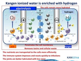 Kangen ionized water is enriched with hydrogen
electrolysis
oxygen hydrogen
acid Kangen
Penetrates the cell membrane
Removes toxins and cellular waste
The cells remain more hydrated
The nutrients are transported to the cells more efficiently
The joints are better lubricated with less wear
The immune system improves and reacts quickly to infections
 