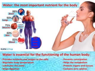 Water: the most important nutrient for the body
Brain
Lungs
Muscles
Skin
Blood
1/3 of
important
organs
2/3
of the
body
weight
Water is essential for the functioning of the human body:
- Provides nutrients and oxygen to the cells
- Regulates body temperature
- Lubricates the joints
- Helps digestion
- Prevents constipation
- Helps the metabolism
- Protects organs and tissues
- Contains zero calories
 