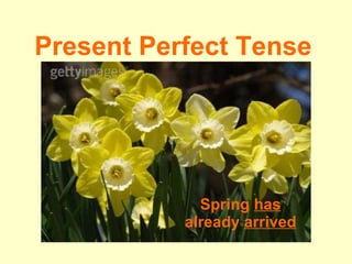 Present Perfect Tense Spring  has  already  arrived 