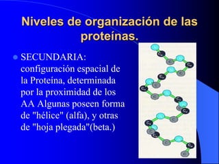 Niveles de organización de las
              proteínas.
   SECUNDARIA:
    configuración espacial de
    la Proteína, det...