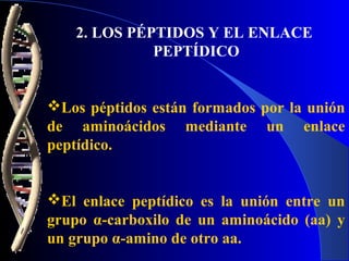 2. LOS PÉPTIDOS Y EL ENLACE
             PEPTÍDICO


Los péptidos están formados por la unión
de aminoácidos mediante un enlace
peptídico.


El enlace peptídico es la unión entre un
grupo α-carboxilo de un aminoácido (aa) y
un grupo α-amino de otro aa.
 