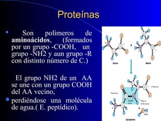Proteínas
       Son     polímeros    de
    aminoácidos,     (formados
    por un grupo -COOH, un
    grupo -NH2 y aun grupo -R
    con distinto número de C.)

   El grupo NH2 de un AA
  se une con un grupo COOH
  del AA vecino,
 perdiéndose una molécula
  de agua.( E. peptídico).
 