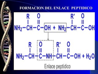 FORMACION DEL ENLACE PEPTIDICO
 