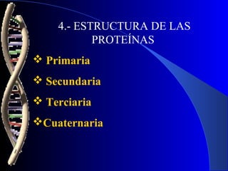 4.- ESTRUCTURA DE LAS
           PROTEÍNAS
 Primaria
 Secundaria
 Terciaria
Cuaternaria
 