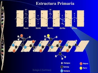 Estructura Primaria
 