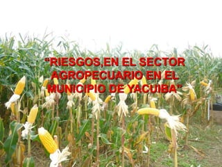 “RIESGOS,EN EL SECTOR
AGROPECUARIO EN EL
MUNICIPIO DE YACUIBA”
 