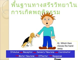 พื้น ฐานทางสรีร วิท ยาใน
การเกิด พฤติก รรม

6) Which then
moves the hand
away

From

 