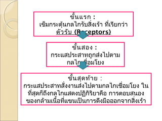 ขั้น แรก :
เข็มกระตุ้นกลไกรับสิ่งเร้า ทีเรียกว่า
่
ตัว รับ (Receptors)
ขั้น สอง :
กระแสประสาทถูกส่งไปตาม
กลไกเชื่อมโยง
ขั้น สุด ท้า ย :
กระแสประสาทสั่งงานส่งไปตามกลไกเชื่อมโยง ใน
ทีสุดก็ถึงกลไกแสดงปฏิกิริยาคือ การตอบสนอง
่
ของกล้ามเนื้อทีแขนเป็นการดึงมือออกจากสิ่งเร้า
่

 