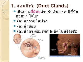 1. ต่อ มมีท ่อ (Duct Glands)
เป็น ต่อ มที่ม ท ่อ สำา หรับ ส่ง สารเคมีท ี่ข ับ
ี

ออกมา ได้แ ก่
ต่อ มนำ้า ลายในปาก
ต่อ มนำ้า ย่อ ย
ต่อ มนำ้า ตา ต่อ มเพศ (ผลิต ไข่ห รือ เชือ
้
ตัว ผู)
้

 
