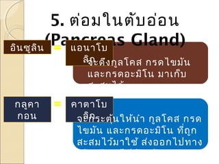 5. ต่อ มในตับ อ่อ น
(Pancreas Gland)
อิน ซูล ิน
แอนาโบ

ลิจะดึง กูล โคส กรดไขมัน
ก
และกรดอะมิโ น มาเก็บ
สะสมไว้

กลูค า
กอน

คาตาโบ
ลิก
จะกระตุ้น ให้น ำา กูล โคส กรด
ไขมัน และกรดอะมิโ น ที่ถ ูก
สะสมไว้ม าใช้ ส่ง ออกไปทาง
เส้น เลือ ด ไปยัง อวัย วะต่า งๆ

 