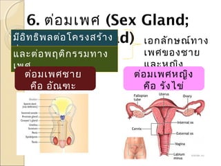 6. ต่อ มเพศ (Sex Gland;
มีอ ิท ธิพ ลต่อ โครงสร้า ง
Gonad) เอกลัก ษณ์ท าง
ร่า งกาย
และต่อ พฤติก รรมทาง
เพศ
ต่อ มเพศชาย
คือ อัณ ฑะ
(Testes)

เพศของชาย
และหญิง
ต่อ มเพศหญิง
คือ รัง ไข่
(Ovaries)

 