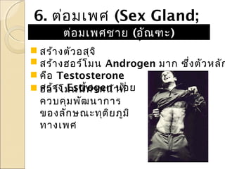 6. ต่อ มเพศ (Sex Gland;
ต่อ มเพศชาย (อัณ ฑะ)
Gonad)

สร้า งตัว อสุจ ิ
สร้า งฮอร์โ มน Androgen มาก ซึ่ง ตัว หลัก
คือ Testosterone
สร้า ง มนนีท ำา หน้า ที่ ย
ฮอร์โ Estrogen น้อ
้
ควบคุม พัฒ นาการ
ของลัก ษณะทุต ิย ภูม ิ
ทางเพศ

 