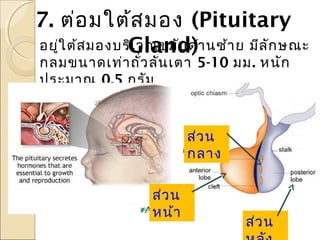 7. ต่อ มใต้ส มอง (Pituitary
อยูใ ต้ส มองบริเ วณขมับ ด้า นซ้า ย มีล ัก ษณะ
่
Gland)
กลมขนาดเท่า ถั่ว ลัน เตา 5-10 มม. หนัก
ประมาณ 0.5 กรัม

ส่ว น
กลาง
ส่ว น
หน้า

ส่ว น

 