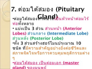 7. ต่อ มใต้ส มอง (Pituitary
Gland)
•ต่อ มใต้ส มองทำา หน้า ที่เ ป็น หัว หน้า ต่อ มไร้

ท่อ ทั้ง หลาย
• แบ่ง เป็น 3 ส่ว น ส่ว นหน้า (Anterior
Lobes) ส่ว นกลาง (Intermediate Lobe)
ส่ว นหลัง (Posterior Lobe)
•ทั้ง 3 ส่ว นสร้า งฮอร์โ มนประมาณ 10
ชนิด ที่ม ีค วามสำา คัญ อย่า งยิ่ง ต่อ ชีว ิต และ
สภาพจิต ใจหรือ การควบคุม พฤติก รรมต่า ง
ๆ
•ต่อ มใต้ส มอง เป็น ต่อ มเอก (master

 