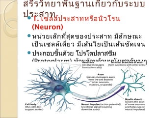 สรีร วิท ยาพื้น ฐานเกี่ย วกับ ระบบ
ประสาท ป ระสาทหรือ นิว โรน
1. เซลล์
(Neuron)
หน่ว ยเล็ก ทีส ุด ของประสาท
่

มีล ัก ษณะ
เป็น เซลล์เ ดี่ย ว มีเ ส้น ใยเป็น เส้น ชัด เจน
ประกอบขึ้นด้วย โปรโตปลาสซึม
(Protoplasm) ห้อมล้อมด้วยผนังเซลล์บางๆ
(Membrane)

 