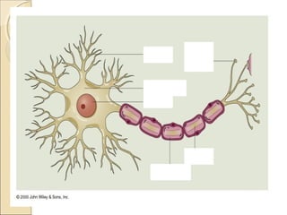 เซลล์ประสาท

 