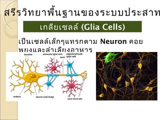 สรีร วิท ยาพื้น ฐานของระบบประสาท
เกลีย เซลล์ (Glia Cells)
เป็น เซลล์เ ล็ก ๆแทรกตาม Neuron คอย
พยุง และลำา เลีย งอาหาร

 