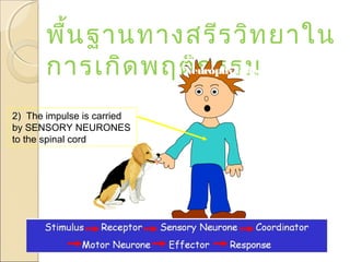 พื้น ฐานทางสรีร วิท ยาใน
มุม มองประสาทสรีร วิท ยา
(Neurophysiology)
การเกิด พฤติก รรม
2) The impulse is carried
by SENSORY NEURONES
to the spinal cord

 