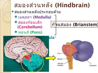 สมองส่ว นหลัง (Hindbrain)
สมองส่ว นหลัง ประกอบด้ว ย

เมดุล ลา (Medulla)
สมองก้อ นเล็ก
ก้า นสมอง (Brianstem)
(Cerebellum)
พอนส์ (Pons)
เรติค ิว ลาร์ (Reticular
Formation)

 