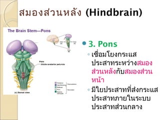 สมองส่ว นหลัง (Hindbrain)
3.

Pons

◦ เชือมโยงกระแส
่
ประสาทระหว่างสมอง
ส่วนหลังกับสมองส่วน
หน้า
◦ มีใยประสาทที่สงกระแส
่
ประสาทภายในระบบ
ประสาทส่วนกลาง

 
