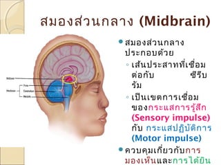 สมองส่ว นกลาง (Midbrain)
สมองส่ว นกลาง

ประกอบด้ว ย
◦ เส้น ประสาททีเ ชื่อ ม
่
ต่อ กับ
ซีร ีบ
รัม
◦ เป็น เขตการเชือ ม
่
ของ กระแสการรู้ส ก
ึ
(Sensory impulse)
กับ กระแสปฏิบ ัต ิก าร
(Motor impulse)
ควบคุม เกีย วกับ การ
่
มองเห็น และการได้ย น
ิ

 