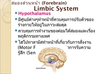 สมองส่ว นหน้า (Forebrain)

Limbic System

Hypothalamus

มีศูนย์ต่างๆทำาหน้าที่ควบคุมการปรับตัวของ

ร่างกายให้อยู่ในภาวะสมดุล
ควบคุมการทำางานของต่อมใต้สมองและเรื่อง
พฤติกรรมทางเพศ
ไฮโปทาลามัสทำาหน้าที่เกี่ยวกับการสั่งงาน
(Motor Function) มากกว่าการรับความ
รู้สึก (Sensory Function)

 